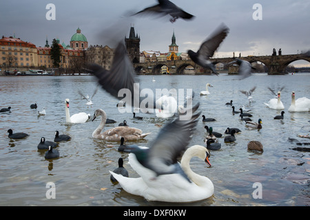 Cigni e gabbiani sul fiume Moldava con Charles Bridge al di là, Praga, Repubblica Ceca Foto Stock