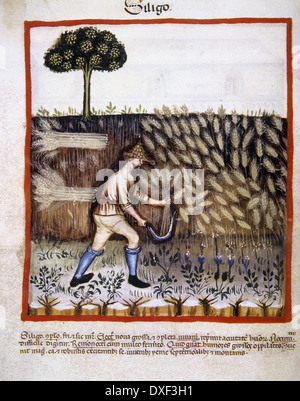 Tacuinum Sanitatis. Il XIV secolo. Manuale medievale di salute. Contadino la falciatura di un campo di grano con una falce. Foto Stock