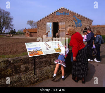 Visitatori visualizza le giraffe a Chester Zoo,città di Chester,cheshire england Foto Stock