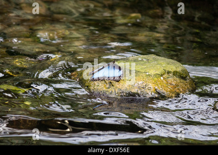 Blue Morpho Butterfly (lato dorsale) appoggiato sulla roccia nella piscina di acqua a Cambridge al Conservatory della Farfalla. Foto Stock