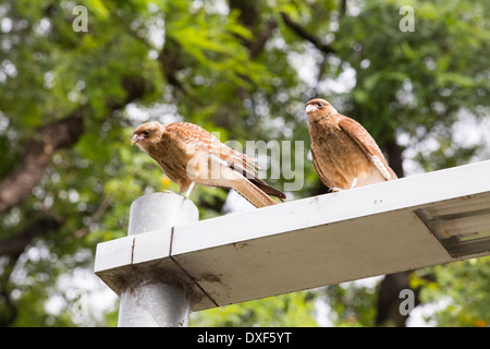 Una coppia di Chimango caracara, Milvago chimango in Costanera Sur la riserva naturale sulle rive del fiume piastra, Buenos Aires Foto Stock