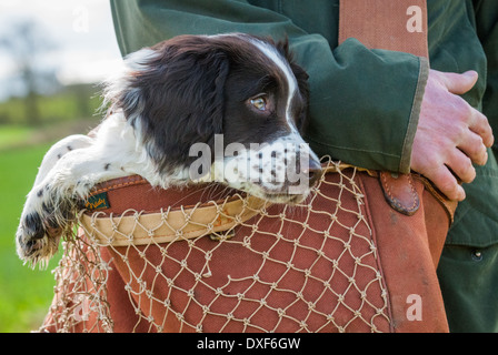 A tre mesi di old English Springer Spaniel cucciolo essendo portati in un sacco di gioco Foto Stock