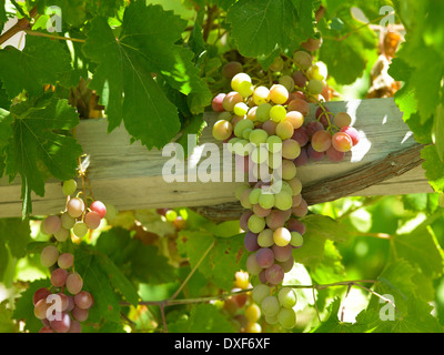 Vigne in un vigneti che producono vini Cileni nella Valle di Colchagua vicino a Santa Cruz nel centro del Cile. Foto Stock