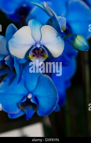 Blue moth orchid Foto Stock