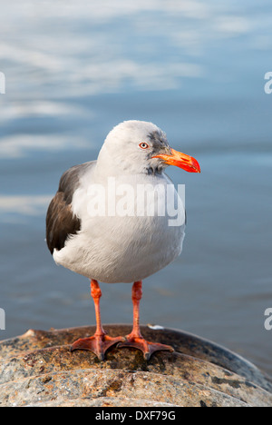 Un delfino Gabbiano, Leucophaeus scoresbii, in Ushuaia, Tierra del Fuego, Argentina. Foto Stock