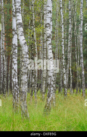 Foresta di betulla, Riserva della Biosfera, Lusazia, Bassa Sassonia, Germania Foto Stock