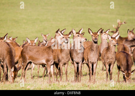 Windsor Great Park e il branco di cervi rossi - cervus elaphus, Berkshire, Inghilterra, Regno Unito Foto Stock