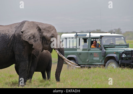 Famoso Elefante africano, Echo, con le donne di Amboseli fiducia per gli elefanti a studiare il suo comportamento. Amboseli Kenya Foto Stock