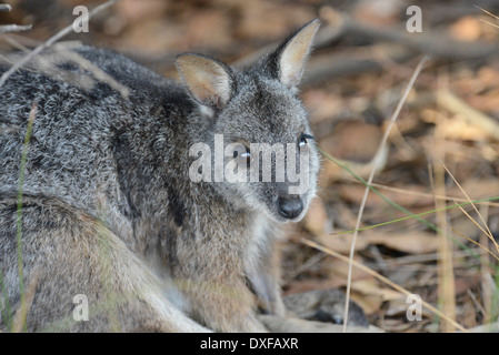Tammar wallaby (Macropus eugenii) in appoggio sotto la copertura nel calore del giorno. Foto Stock