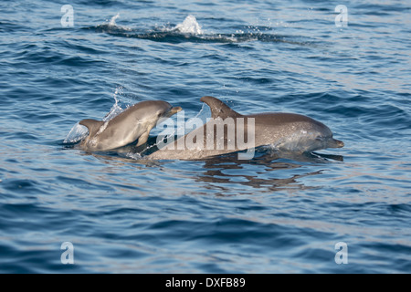 Macchiato atlantico Delfini Stenella frontalis adulti & porpoising di vitello. La Gomera, isole Canarie, Oceano Atlantico. Foto Stock