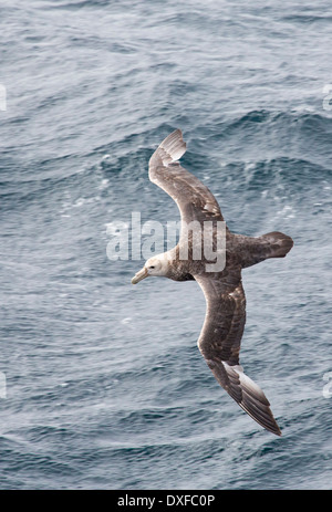 Un gigante del Sud Petrel, Macronectes giganteus, volare nel passaggio di Drake, sub-antartiche della. Foto Stock