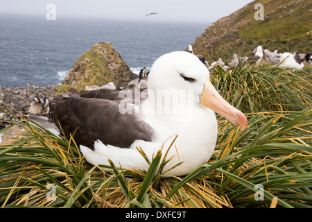 Un Nero Browed Albatross (Thalassarche melanophris) seduto su un nido in un misto di colonia nidificazione Foto Stock