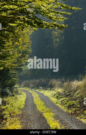 Strada attraverso il bosco di faggio, Spessart, Baviera, Germania, Europa Foto Stock