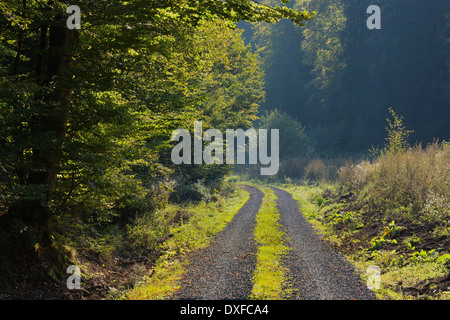 Strada attraverso il bosco di faggio, Spessart, Baviera, Germania, Europa Foto Stock