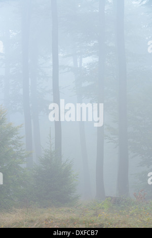 Foresta di faggio (Fagus sylvatica) in early morning mist, Spessart, Baviera, Germania, Europa Foto Stock