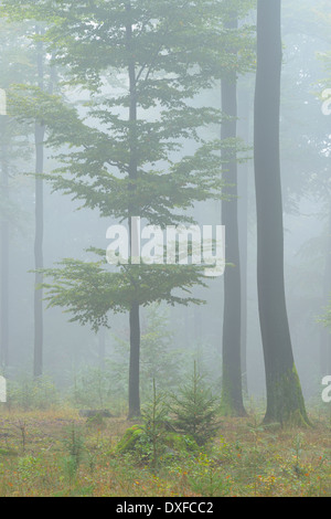 Foresta di faggio (Fagus sylvatica) in early morning mist, Spessart, Baviera, Germania, Europa Foto Stock