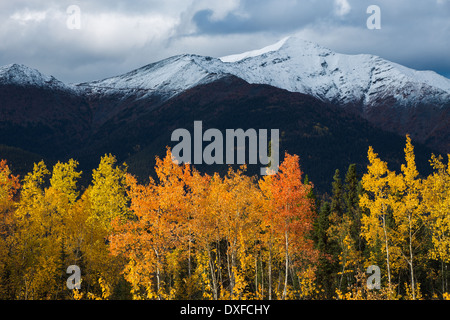 I colori autunnali della foresta boreale in Stewart River Valley, Yukon Territori, Canada Foto Stock