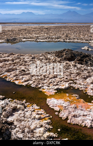 Piscine di acqua salata sull'Atacama Saline nel deserto di Atacama nel Cile settentrionale Foto Stock
