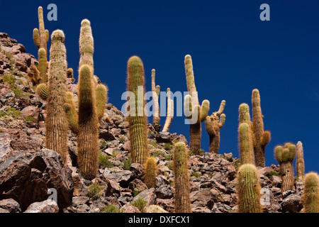 Cardon Grande Cactus che cresce in Cactus Canyon vicino a San Pedro de Atacama nel deserto di Atacama nel Cile settentrionale Foto Stock