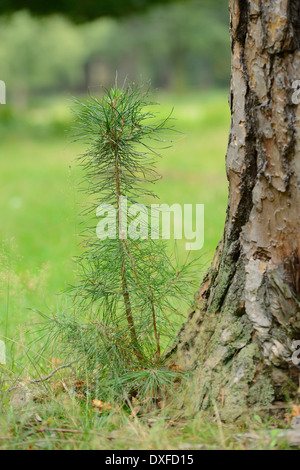 Close-up di un giovane di pino silvestre (Pinus sylvestris) accanto a una vecchia Foto Stock