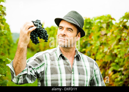 Ritratto di coltivatore di uva in piedi in vigneto, esaminando il fascio di uva, Renania-Palatinato, Germania Foto Stock