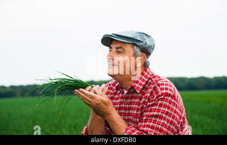 Close-up di imprenditore nel campo, azienda e odore di erba cipollina in mani, Hesse, Germania Foto Stock