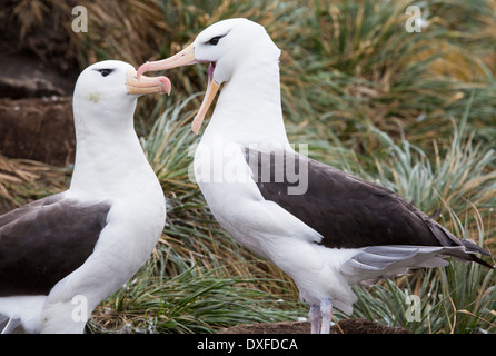 Una coppia di Nero Browed Albatross (Thalassarche melanophris) Allopreening per rafforzare il legame di coppia in una colonia nidificazione Foto Stock