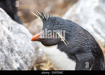 Un pinguino saltaroccia (Eudyptes chrysocome) su Westpoint island nelle isole Falkland Foto Stock