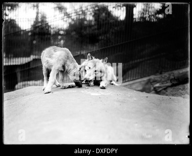 Questa immagine d'epoca cattura un gruppo di timberwolves, riflettendo la fauna selvatica e la storia naturale dei tempi passati. Un tempo i lupi Timberwolves erano comuni nelle zone selvagge del Nord America. Foto Stock