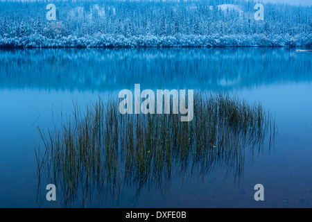 I colori autunnali e la prima nevicata a cinque miglia di lago. Sentiero di argento, Yukon Territori, Canada Foto Stock