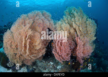 Grandi gorgonie, Melithaea sp., Raja Ampat, Papua occidentale, in Indonesia Foto Stock