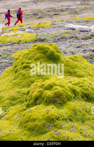 Pianta Flowering grumi crescente sulla brughiera su Westpoint island nelle isole Falkland largo Argentina, Sud America. Foto Stock