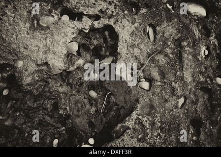 Formazione di roccia su Jurassic Coast, Dorset. Foto Stock