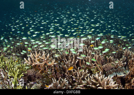 Chromis Oltre coralli, Cromis viridis, Raja Ampat, Papua occidentale, in Indonesia Foto Stock