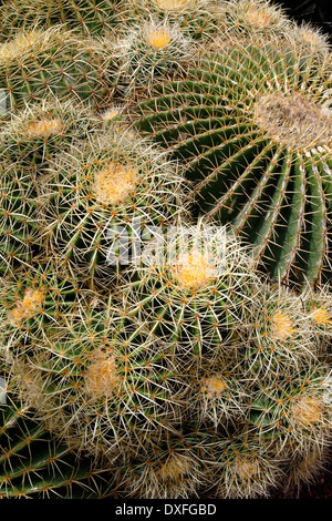 Close-up di spine su un cactus nel Giardino Botanico di El Huerto del Cura in Elche vicino Alacante in Spagna. Foto Stock