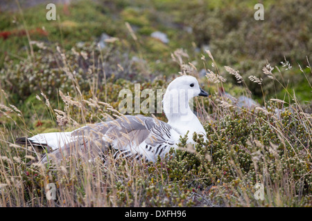 Un maschio di oca montane, Chloephaga picta a Gypsy cove vicino a Port Stanley nelle Falkland, Largo Argentina, Sud America. Foto Stock