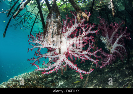 I coralli crescono in mangrovie, Dendronephthya sp., Raja Ampat, Papua occidentale, in Indonesia Foto Stock