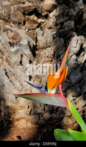 Madeira Portogallo uccello del paradiso fiori Foto Stock