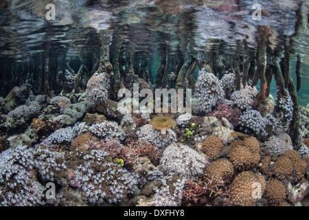 I coralli crescono in le mangrovie Rhizophora Raja Ampat, Papua occidentale, in Indonesia Foto Stock