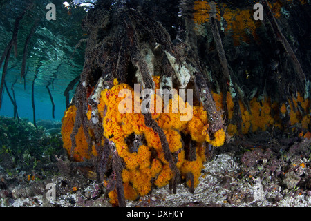 I coralli crescono in le mangrovie Rhizophora Raja Ampat, Papua occidentale, in Indonesia Foto Stock