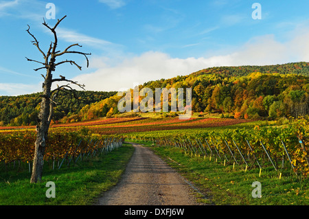 Paesaggio di vigneti, vicino a St Martin, Itinerario dei vini tedeschi, Renania-Palatinato, Germania Foto Stock