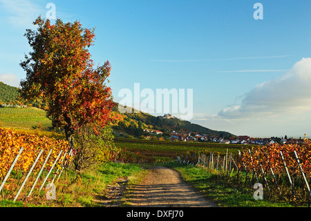 Paesaggio di vigneti, vicino a St Martin, Itinerario dei vini tedeschi, Renania-Palatinato, Germania Foto Stock