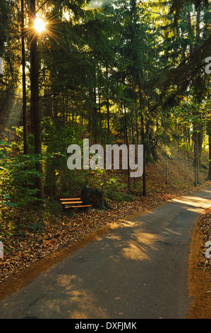 Sunray in foresta, Ortenau, Baden percorso vinicolo, Baden-Württemberg, Germania Foto Stock