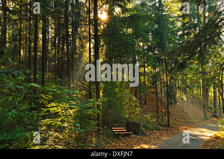 Sunray in foresta, Ortenau, Baden percorso vinicolo, Baden-Württemberg, Germania Foto Stock