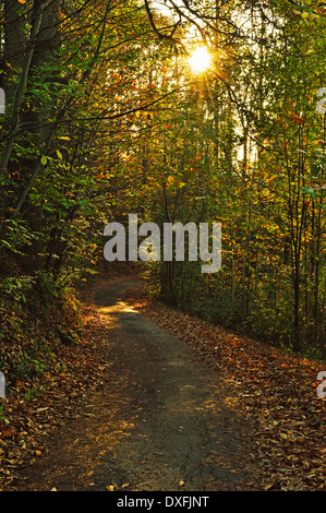 Sunray in foresta, Ortenau, Baden percorso vinicolo, Baden-Württemberg, Germania Foto Stock