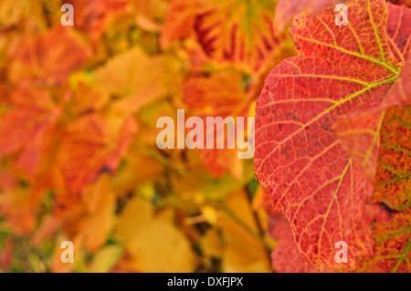 Close-up di Grapevine foglia, Ortenau, Baden percorso vinicolo, Baden-Württemberg, Germania Foto Stock