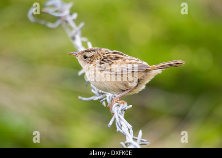 Una Sedge Wren o erba Wren, Cistothorus platensis sulle Isole Falkland. Foto Stock