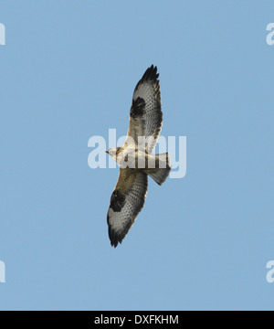 Comune Poiana - Buteo buteo - 1d'inverno. Foto Stock