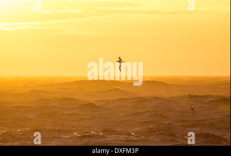 Un Albatro errante; Diomedea exulans, l'Uccello con la più grande apertura alare del pianeta, a circa 11 piedi 6 pollici Foto Stock