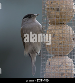 Un maschio di Capinera (Sylvia atricapilla) alimentazione sul grasso le palline in un giardino di Cambridge, UK. Foto Stock